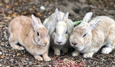 The reserved but friendly residents of Ōkunoshima (Bunny Island)