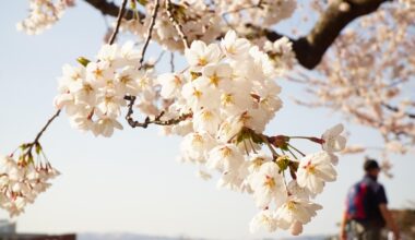 Cherry Blossom in Hakodate, Hokkaido