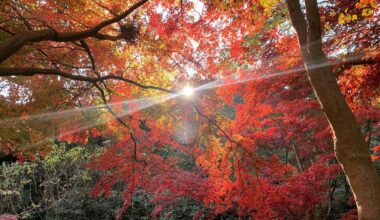 Sun shines through maple trees at Sankeien garden, Yokohama