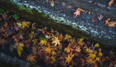 Autumnal drainage canal - Takayama