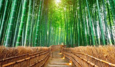 Arashiyama bamboo forest