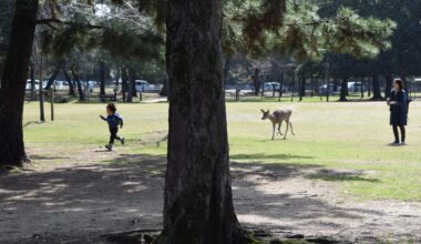 The Chase: Nara, March 2015 [OC]