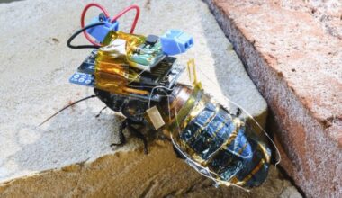 Researchers develop rechargeable cyborg cockroach