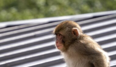 Kyoto Monkey Park