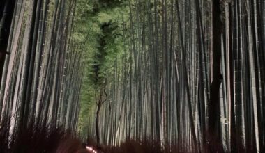 Kyoto Prefecture, Kyoto - Arashiyama Bamboo Grove | Credit: @kyotopi.jp