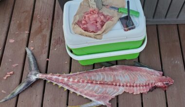 Fresh Yellowfin Tuna - the rib meat makes great sashimi