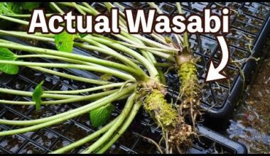 Exploring a wasabi farm in Shizuoka