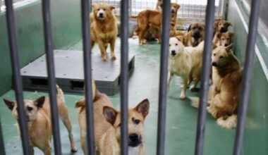 Ordinance, microchip help Ibaraki clear image as top dog-culling prefecture