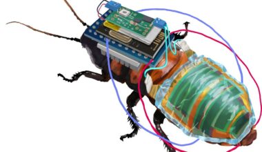 Japanese Researchers have created a cyborg cockroach. They combined rechargeable solar powered robotic elements with a 6 cm Madagascar cockroach, and are able to remotely control its movement.