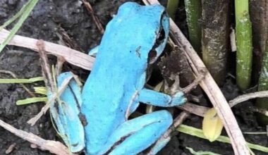 Sky blue frog brings birthday joy in Kyoto