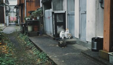 Okinoshima porch cats