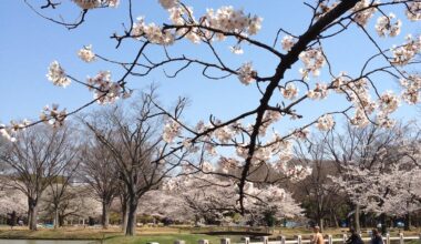 Sakura, Cherry blossom in Yoyogi Park