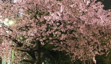 Miss the cherry blossoms in Japan