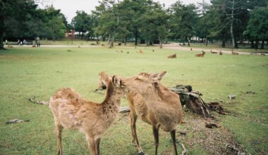 A day trip to Nara (2019)