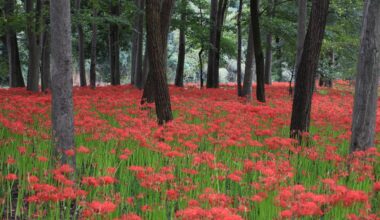 Spider lilies at Kinchakuda, three years ago today (Saitama-ken)