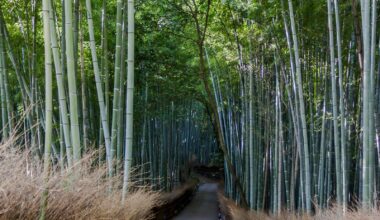 Kyoto 2014 - Arashiyama Bamboo Forest