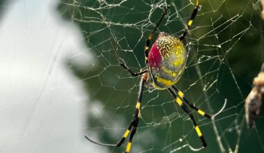 One of my favorite spiders in Japan the Jorōgumo