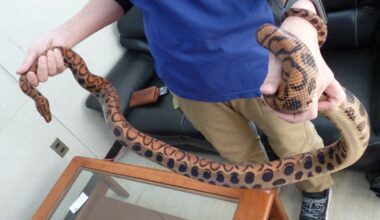 Slithering surprise: Escaped 1.6-meter-long snake turns up in neighbor's toilet in Japan - The Mainichi