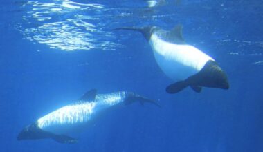 Japan aquarium hopes to see Commerson's dolphin breed