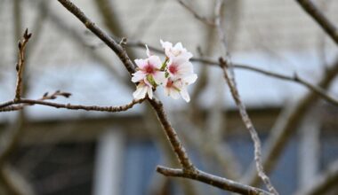 Confused cherry tree in southwest Japan blooms on wrong side of calendar - The Mainichi