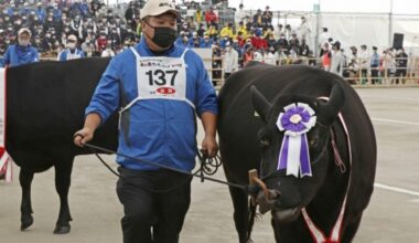 Kagoshima, Miyazaki named winners of Japan's "Wagyu Olympics"