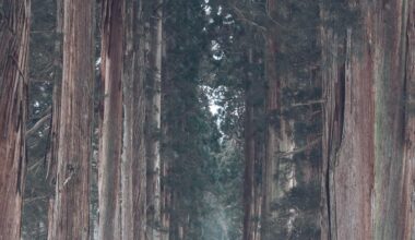 Giant cedar trees of Togakushi shrine