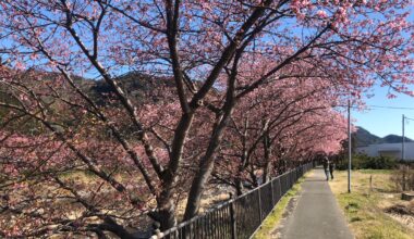 Sakura this spring in Kawazu, Shizuoka