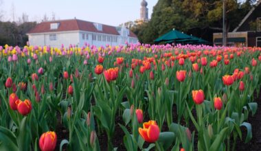 Mini Tullip Field in Huis Ten Bosch, Nagasaki