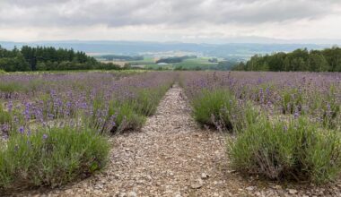 Rows of lavender- Furano