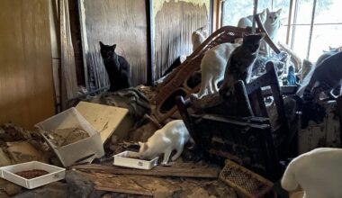 170 cats abandoned in house in eastern Japan after owner falls ill