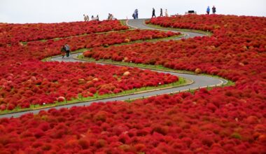 Kochia at Hitachi Seaside Park, three years ago today (Ibaraki-ken)