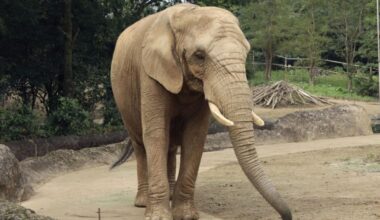 Elephant breeding efforts failing despite big moves by Japan zoos