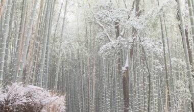 Bamboo forest in Arashiyama, Kyoto, January 2022.