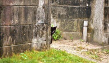 A cat peeking through here in Zamami island of Okinawa prefecture