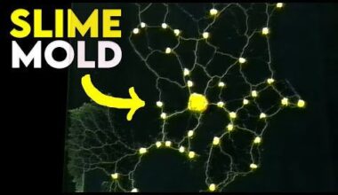 Some Japanese scientist used slime mold to replicated the Tokyo Metro System (Youtube video)