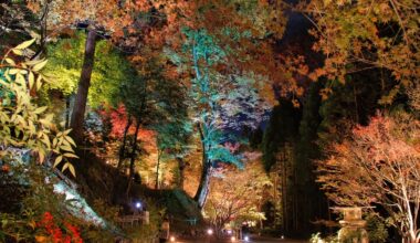 Light-up of the maple garden at Kitano Tenmangu Shrine in Kyoto, December 2015.