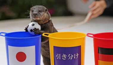 Otter praised for predicting Japan's shock World Cup win vs. Germany