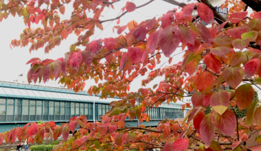 Red Leaves in Tokyo