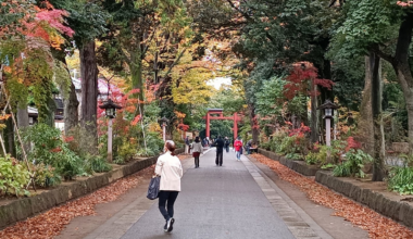 Hikawasandou (氷川参道) leading to Hikawa shrine in Omiya.