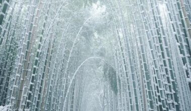 Bamboo after snow, Kyoto.