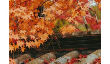 Today fall season at nanzen-ji kyoto