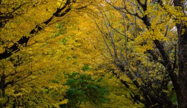 Ginko leaves of Tokyo University - late November