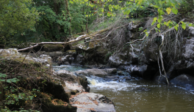 Taken in the Aokigahara Forest