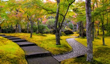 Moss and maples in the garden of Hakone Museum, four years ago today (Kanagawa-ken)