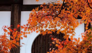 Tofukuji autumn leaves