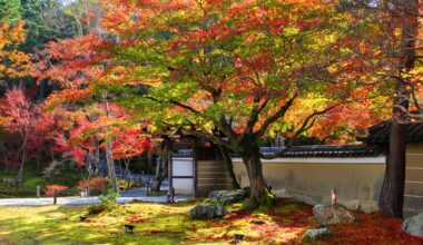 Colorful tree at Kodai-ji Temple, two years ago today (Kyoto-fu)