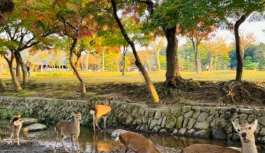 Autumn Deer in Nara