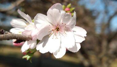 Jyuugatsuzakura - Winter Cherry Blossoms - Tokyo.