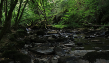 Another picture of my trip to Aokigahara, I love Japan so much!