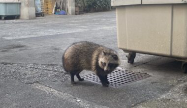 Tanuki invades French embassy in Tokyo